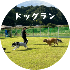 ドッグラン
